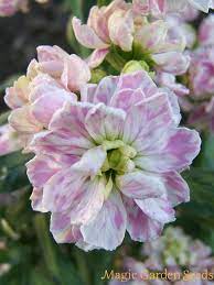 Hoary Stock Matthiola Incana 0 Flowers Stock Flowers Stock Flower