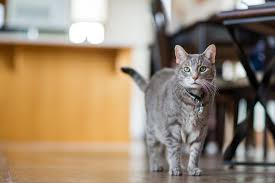 A home rrr or srr greater than 40 breaths/min was shown to be highly sensitive in predicting chf. Cat Health What Is Considered Normal