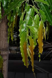 Image result for Monoon longifolium