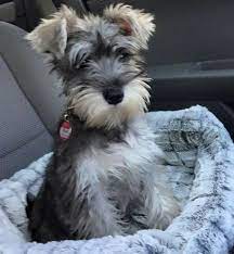 Find miniature schnauzer dogs and puppies from south carolina breeders. Another Major Cuteness Schnauzer Puppy Miniature Schnauzer Puppies Schnauzer Dogs