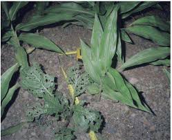 Image result for Siphonochilus kilimanensis