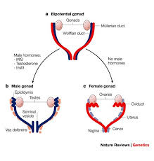 Pin On Genetics