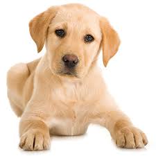 Akc, ofa golden retiever puppies! Labrador Retriever Archives The Puppy Store Las Vegas