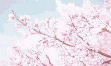 Do you think that they're necessary in every anime or just to fit the theme? Anime Cherry Blossom Gifs Tenor