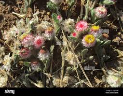 Image result for Helichrysum argyrosphaerum