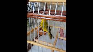 Check spelling or type a new query. Canario Vallenato By Dainer Castro Martinez