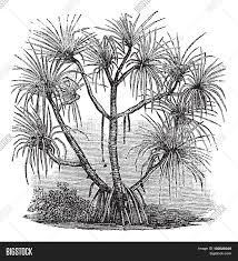 Image result for Pandanus candelabrum