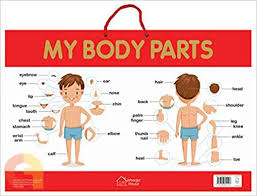Find the human body parts (external organs) names in the tamil language. My Body Parts Early Learning Educational Posters For Children Buy Tamil English Books Online Commonfolks