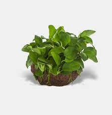 Anubias Nana Petite On Lava Rock Easy Plants To Grow Plants Planted Aquarium