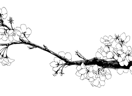 Black And White Silhouette Cherry Blossom Tree Drawing Cherry Blossom B W Preto E Branco Desenhos Preto E Branco Ilustracoes