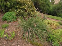 Image result for Dierama formosum