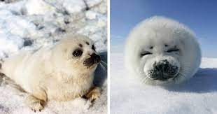 I Can Has Cheezburger Baby Seals Funny Animals Online Cheezburger