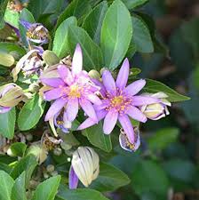 Image result for Grewia herbacea