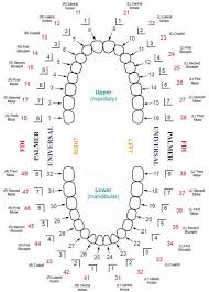 Tooth Numbering Systems Dental Health Information