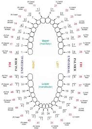 tooth numbering systems dental health information