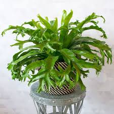 Birds Nest Fern Cats Bird S Nest Fern Crissie White Flower Farm In 2020 Bird Nest Fern Ferns Care White Flower Farm