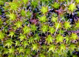 Image result for Tricalysia sp. E
