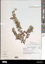 Image result for Ormocarpum