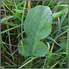 Image result for Rumex pulcher