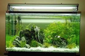 What is the best fish to start an aquarium? Beginner S Guide To Setting Up Your First Aquarium