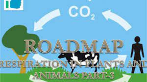 Respiration in plants and animals class 10 science chapter 10 life's internal secrets respiration is process of producing energy with intake of oxygen and release of carbon dioxide in body. depending on the availability of oxygen, respiration is classified as aerobic respiration and anaerobic respiration. Respiration In Plants And Animals Part 3 Youtube