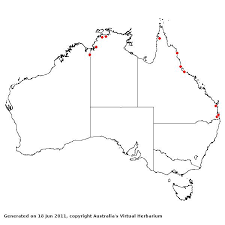 Image result for Eragrostis humidicola
