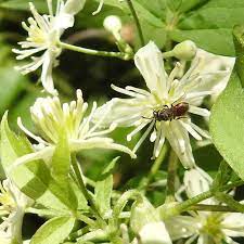 The flowers attracted all kinds of pollinators, and i found a few monarch eggs on the leaves but not many, but there were other native milkweeds nearby. Finding Pollinators At The University Of Ottawa Wild Pollinator Partners