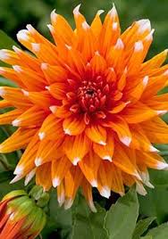 Kenmerken en verzorging de dahlia houdt. 440 More Cactus Dahlias Please Ideas Dahlia Cactus Plants