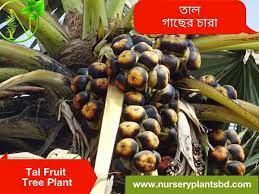 Maybe you would like to learn more about one of these? Palm Tree Taal Fruit Trees For Sale 2021