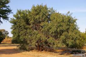 Image result for Searsia acuminatissima