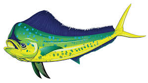 Mahi Mahi Fish Clip Art Shefalitayal