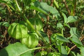 Image result for Physalis angulata