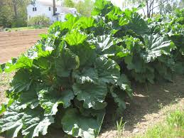 When do we stop picking rhubarb Bulletin 2514 Growing Rhubarb In Maine Cooperative Extension Publications University Of Maine Cooperative Extension