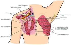 Maybe you would like to learn more about one of these? Relevant Anatomy For The Pecs Blocks Nerves And Muscles Right Download Scientific Diagram