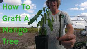 Grow indoor zum kleinen preis. Growing A Mango Tree Indoors Tired Of The Typical Everyday By Gardening Info Online Medium