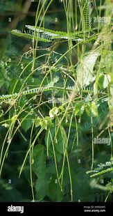 Image result for Tephrosia polystachya