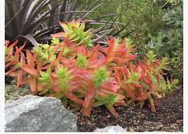 Image result for Crassula capitella