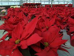 I M Not Sure What The Name Of These Poinsettias Were Typical Red Color Though Beautiful For Christmas At Duarte Poinsetti Lavender Farm Poinsettia Duarte