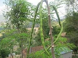 Image result for Moringa oleifera