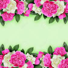 Check spelling or type a new query. Pink And White Peonies Flowers Borders On Green Background Stock Photo Picture And Royalty Free Image Image 65316171