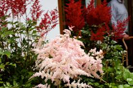 Pin On Garden Colour For July