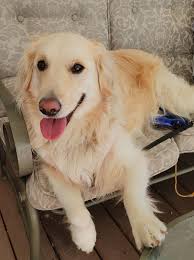 This Is What My Dog Does When I Hug My Husband