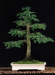 Tamarind Bonsai Trees Bonsai Mary