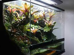 Pin By Bernardo Hernandes On Terrarien Frog Terrarium Tropical Terrariums Terrarium