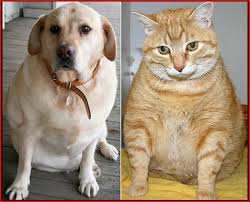 Find images of fat dog. Obesity In Dogs And Cats Body Fat Index For Determining Optimal Body Weight Welland Animal Hospital
