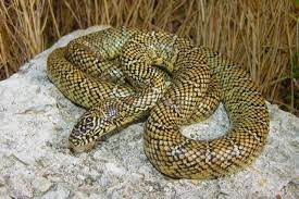 Brooks King Snake Lampropeltis Getula Brooksi Snake Florida King Snake Beautiful Snakes