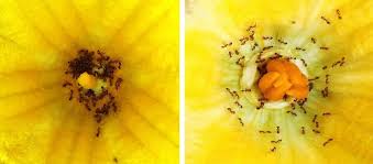 Os16 female pumpkin flowers karen goat keeper. Mkelxwd88v0v4m