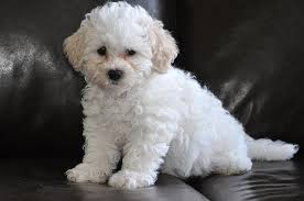 Your white little puppies stock images are ready. Little White Puppy Photograph By Lisa Difruscio