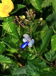 Image result for Rotheca myricoides