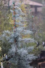 Image result for Cupressus arizonica